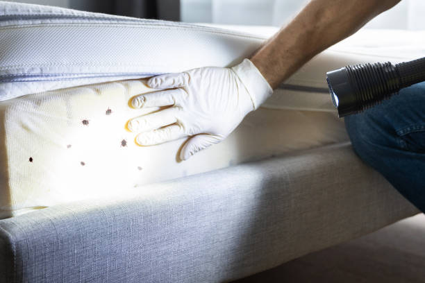 Best Ant Control Services  in , AR